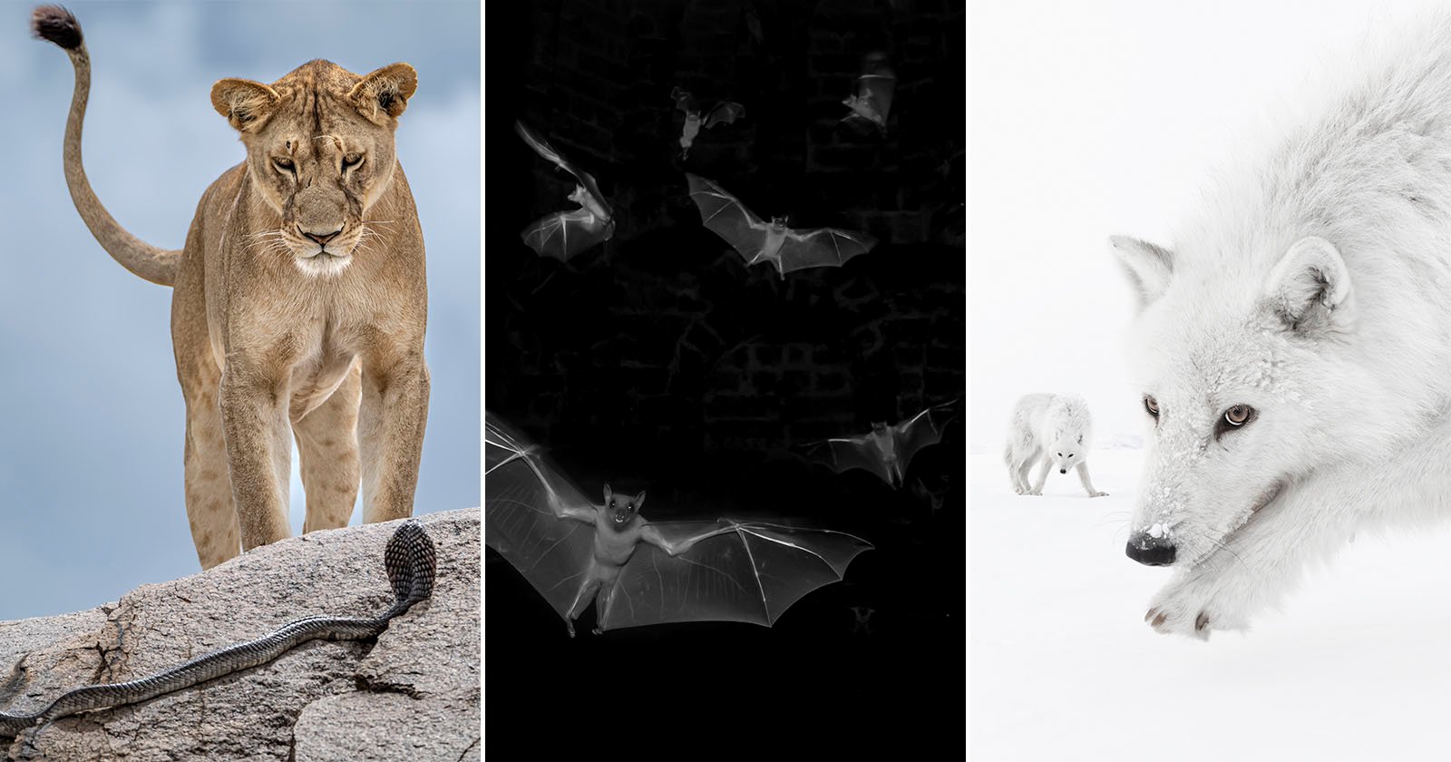 A collage of three images: a lioness faces a snake on rocks, several bats fly in darkness, and two white wolves move through a snowy landscape.