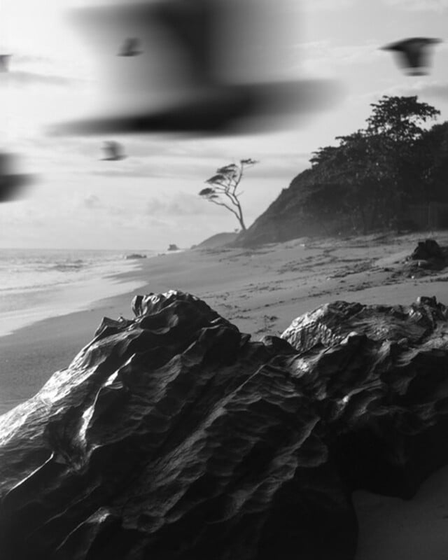 Black and white photo of a rocky beach with large, textured rocks in the foreground, blurred birds flying overhead, a lone windswept tree, and a hill covered in vegetation in the background.