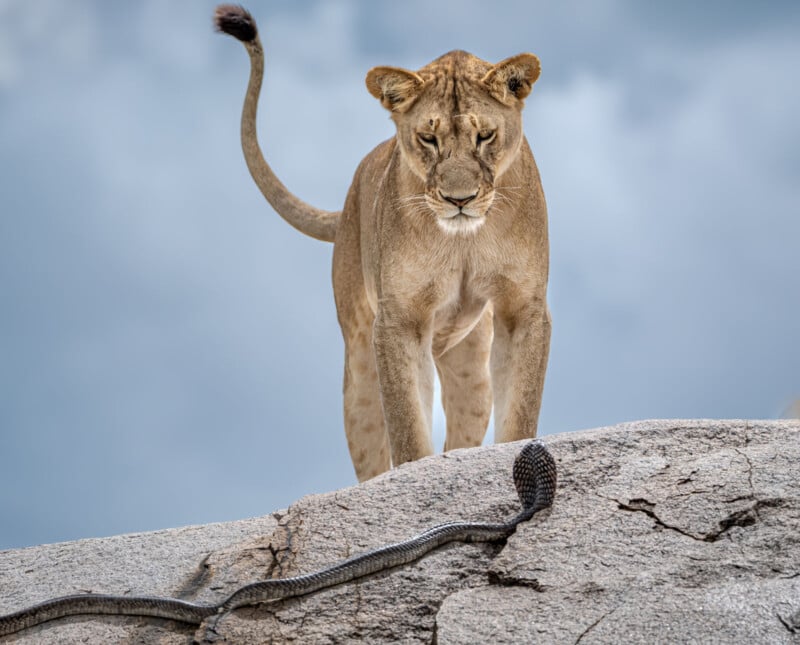 A lioness stands alert on a rocky surface, staring intently at a black snake slithering nearby under a cloudy sky.