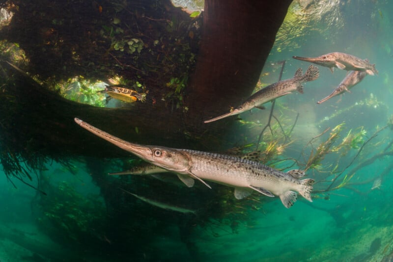 Underwater scene showing several long-nosed fish swimming near submerged tree roots and aquatic plants in clear, turquoise water. Sunlight filters through the water, illuminating the scene.