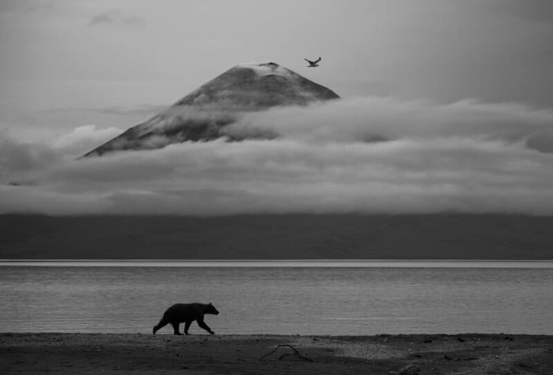 A bear walks along the shore of a lake, with a mountain partially covered by clouds in the background and a bird flying above. The image is in black and white.