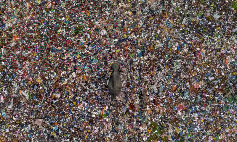 A lone cow stands in the middle of a vast area covered with colorful garbage and plastic debris, viewed from above. The cow is surrounded by densely packed waste, highlighting severe pollution.
