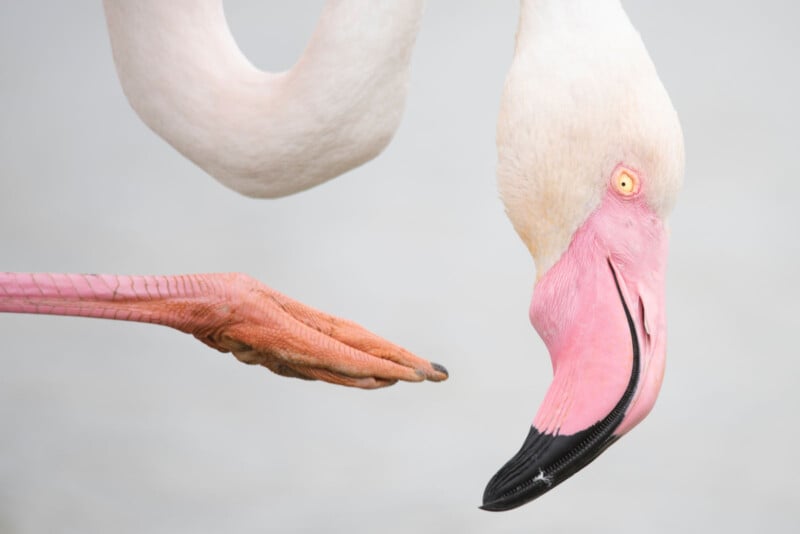 A close-up of a flamingo’s head and beak, shown upside down, alongside its pink, webbed foot extended against a light grey background.