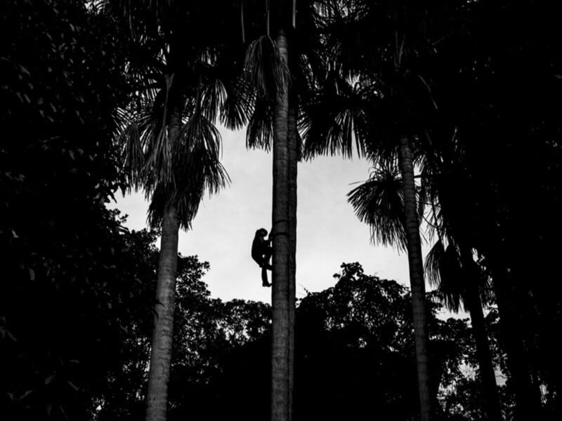 A silhouette of a person climbs a tall palm tree surrounded by dense foliage, set against a bright, cloudy sky in the background.