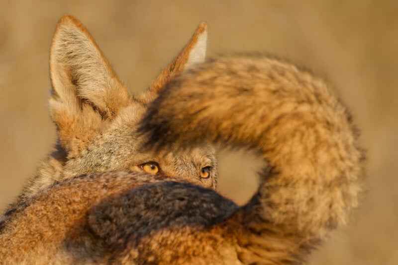 A close-up of a wild canid, possibly a jackal or coyote, looking over its shoulder with its bushy tail curled up, partially obscuring its face. The background is a soft, blurred tan color.