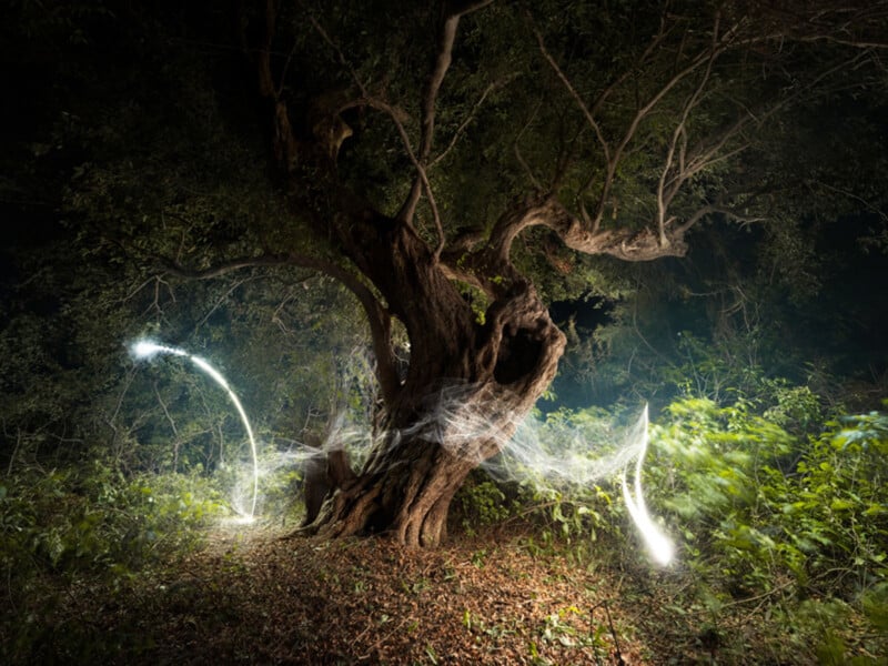 A gnarled tree stands in a forest at night, illuminated by mysterious swirling white lights and mist, creating an ethereal, magical atmosphere among the dense foliage.