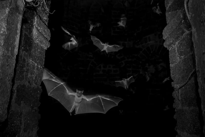 A group of bats flies through a dark, stone-walled space at night. One bat is in sharp focus in the foreground, its wings outstretched, while others appear blurred in the background.