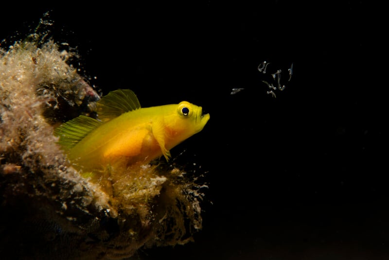Un pez amarillo brillante con un ojo fresco salió del espacio, frente a un grupo de peces pequeños y translúcidos sobre un fondo negro oscuro.