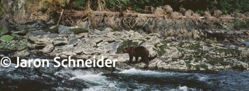 A bear stands on a rocky shoreline covered in barnacles and seaweed near a forest, with a fallen tree in the background and water flowing in the foreground. Text reads “© Jaron Schneider.”.