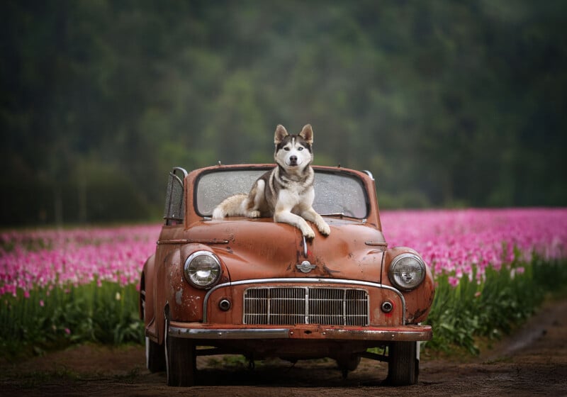 A husky dog lies on the hood of an old, rusty car parked on a dirt path, with a vibrant field of pink flowers and green forest in the background.