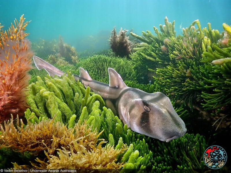 A Port Jackson shark swims among vibrant green and orange seaweed on the ocean floor, sunlight streaming through the clear water above.
