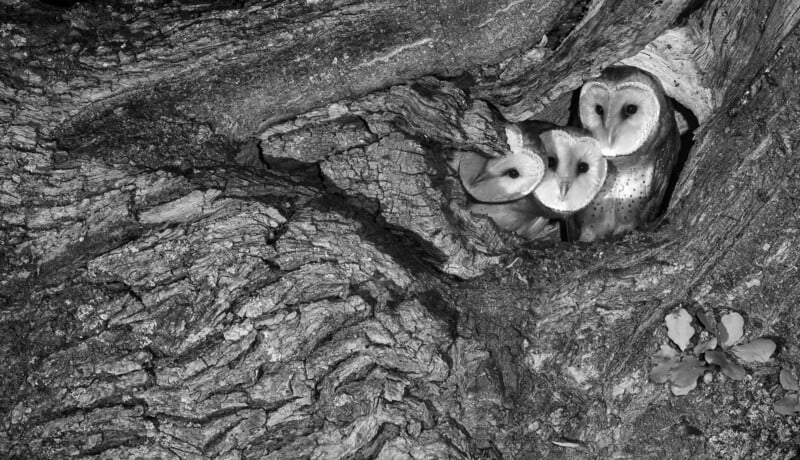 Tres búhos de granero se apretaron en el hueco del árbol y se fusionaron con la corteza áspera. La imagen es en blanco y negro, enfatizando la textura de la madera y la cara pálida en forma de corazón del búho.
