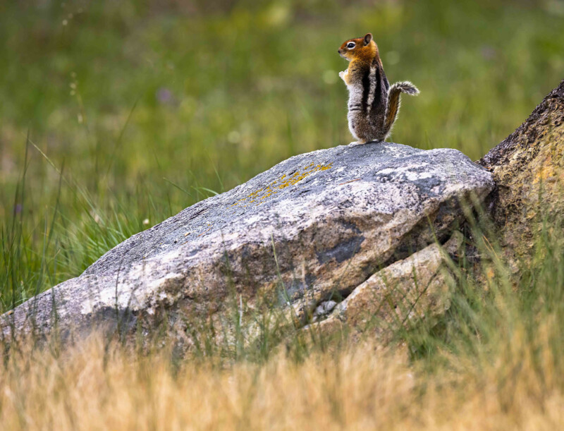 Una pequeña ardilla con rayas marrones y blancas se encuentra en posición vertical sobre una gran roca gris rodeada de hierba y plantas verdes borrosas en el fondo.