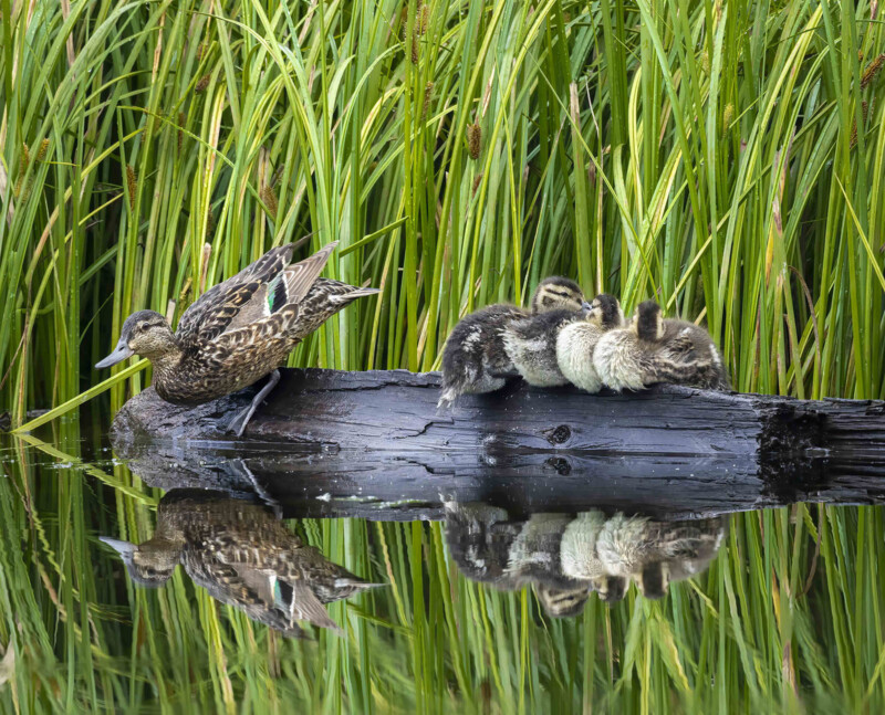 Un pato adulto marrón se sentó en un trozo de madera en el estanque, cerca de cuatro patos esponjosos acurrucados juntos, rodeados de hierba verde alta que se reflejaba en el agua.