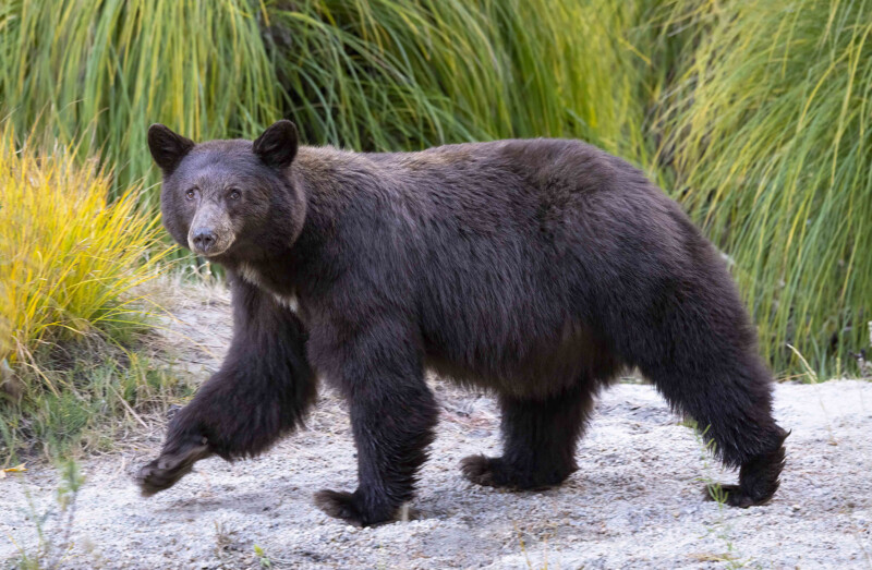 Un oso negro que camina por un sendero de grava, mirando la cámara, con hierba verde en el fondo.