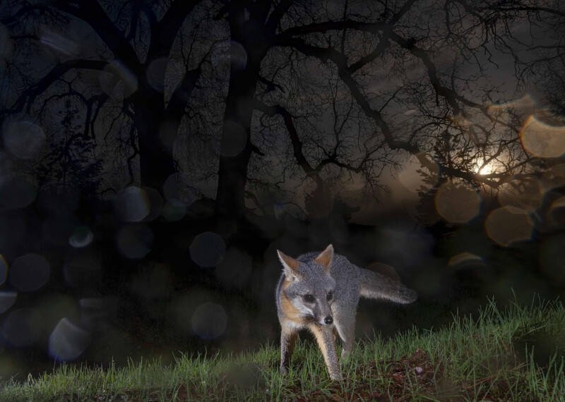 Un zorro gris está en guardia en la hierba por la noche, con ramas oscuras de un gran árbol que rodea el cielo nocturno con una luna llena brillante en el fondo. Se pueden ver gotas o lentes de rocío en la imagen.