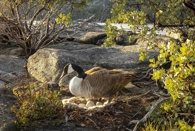 Un ganso canadiense se sienta en un nido con varios huevos, rodeados de rocas, arbustos y luz solar filtros a través de hojas en un ambiente natural al aire libre.