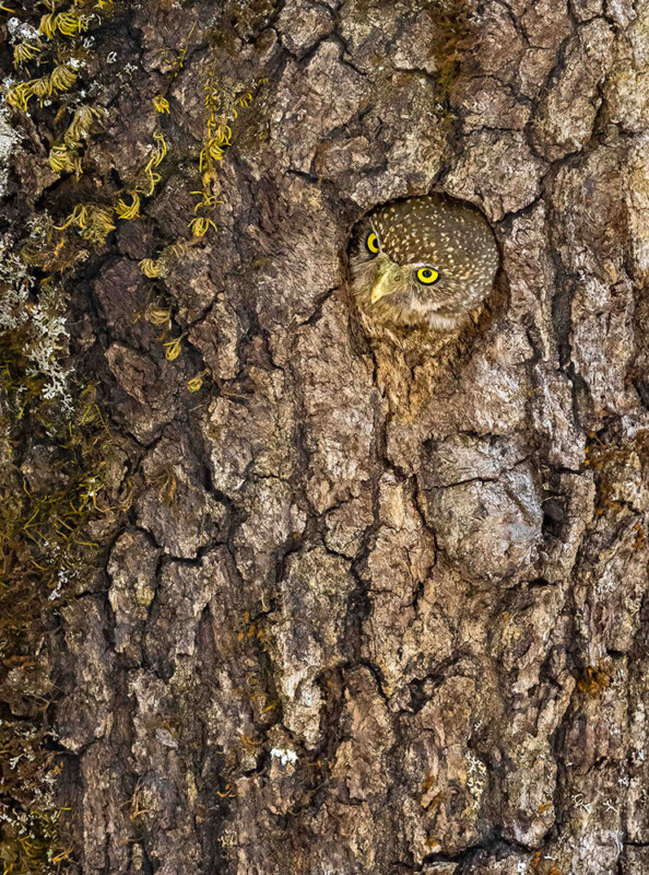 Un pequeño búho con ojos amarillos brillantes miró a través de un agujero en la corteza marrón áspera, mezclando con sus alrededores. El musgo amarillo verde es visible al lado izquierdo del tronco.
