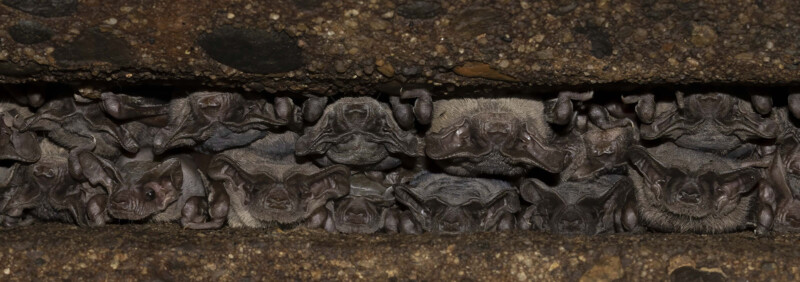 Un montón de murciélagos se apretaron con fuerza, colgando boca abajo del techo de cuevas o grietas de roca, presionando fuertemente sus caras.