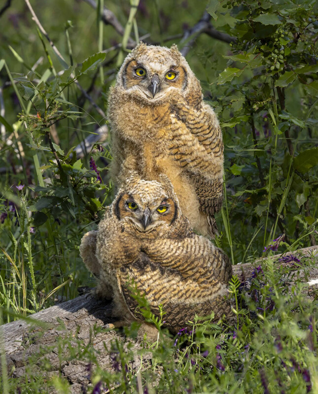 Dos búhos adolescentes borrosos, con ojos amarillos cerca de un tronco caído rodeado de hierba verde y hojas, mirando con atención la cámara.