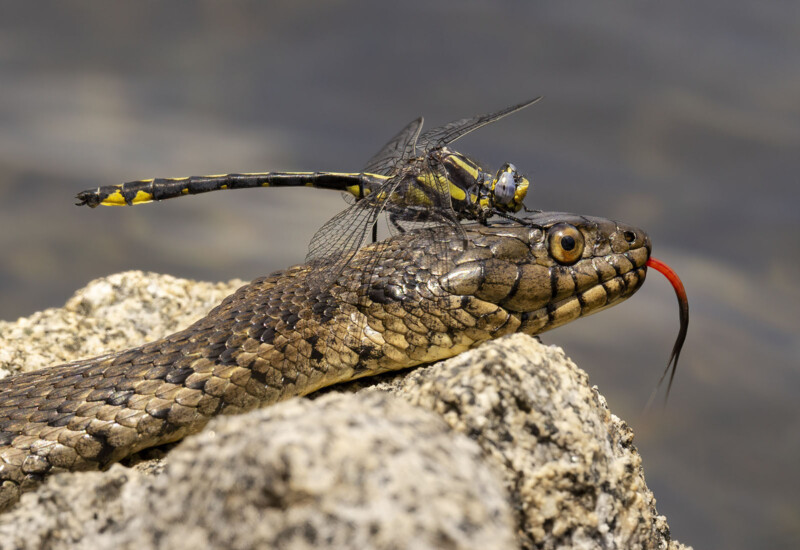 Una libélula de cuerpo amarillo y negro se encuentra en la cabeza de una serpiente marrón cuya cabeza se encaramó en la roca, y la lengua roja de la horquilla sobresale.