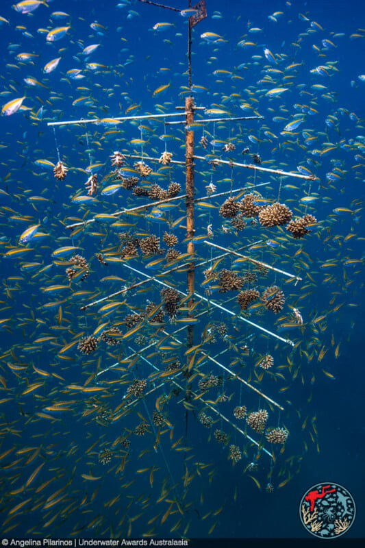 A metal coral tree structure hangs underwater, supporting young coral fragments. Numerous small fish swim around the structure in deep blue water. A logo is visible in the bottom right corner.