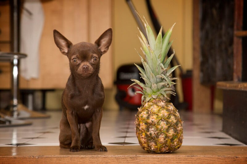 A small brown chihuahua sits next to a large pineapple on a kitchen floor with light-colored tiles and wooden cabinets in the background.
