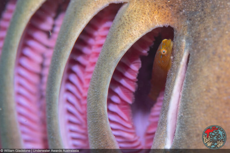 Close-up of a small fish peeking out from inside the gill slits of a larger fish, revealing pink gill filaments and textured golden-brown skin. An underwater photography award logo is in the corner.