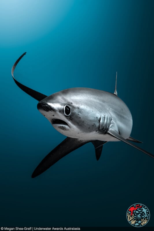 A thresher shark swims gracefully underwater, its long tail fin trailing behind, with sunlight filtering through the blue ocean water above. A small logo and copyright information are visible in the bottom corners.