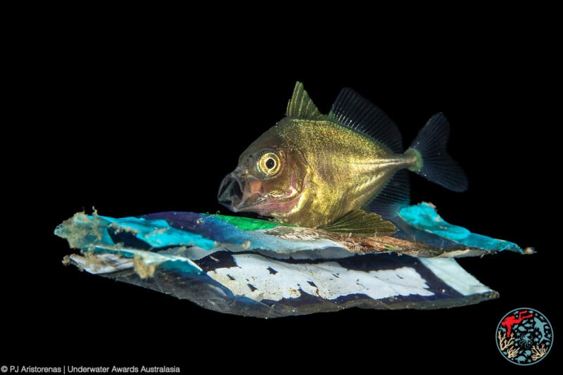 A small fish swims while perched on a piece of colorful plastic debris, with a black background highlighting the contrast between the natural and artificial elements.