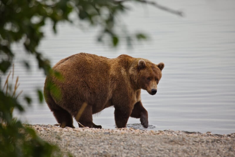 A large brown bear stands at the edge of a body of water, stepping onto a rocky shore, with green leaves partially framing the foreground.