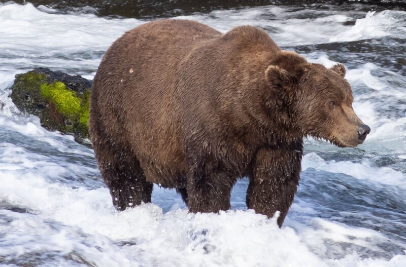 A large brown bear stands in a river with white, rushing water, looking to the right. Mossy rocks are visible in the background.