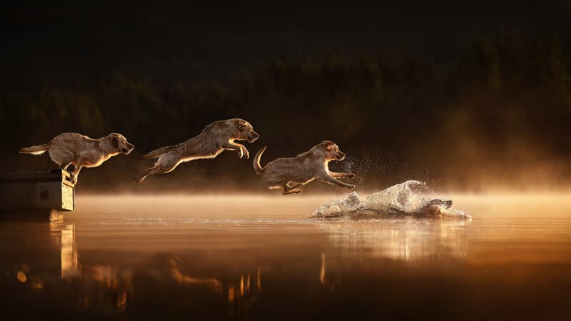 Three dogs leap off a wooden dock into a calm, golden-lit lake, captured mid-jump with splashes in the water ahead, surrounded by a misty, serene atmosphere at sunrise or sunset.
