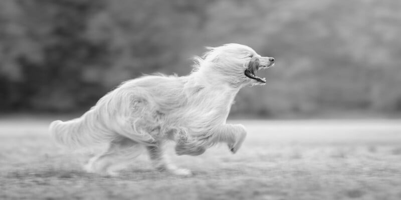 A long-haired dog runs quickly across a grassy area, its fur flowing in the wind. The background is blurred, emphasizing the motion and energy of the dog.