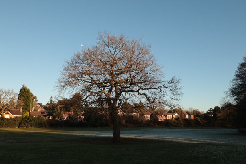 A leafless tree stands in the middle of a grassy field with houses and other trees in the background under a clear blue sky.