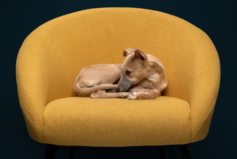 A small tan dog curled up and resting on a bright yellow armchair against a dark background.