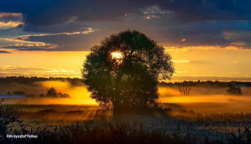 Un gran árbol se encuentra en un campo brumoso al amanecer o al atardecer, con luz de sol dorada que sale de las ramas e ilumina la hierba y la niebla circundantes.