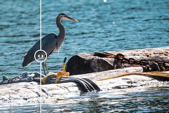 A heron stands on a log floating in the water, surrounded by ropes and chains. The image is split vertically to show a color and clarity enhancement comparison.