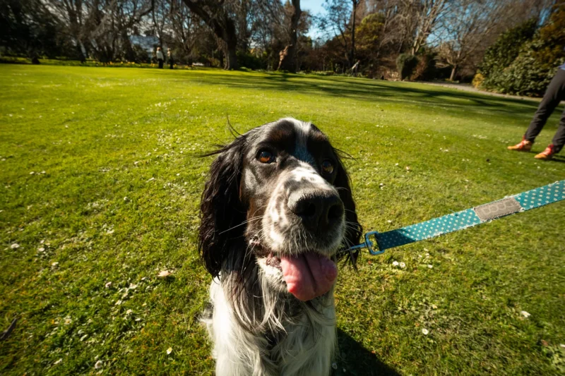 Un perro blanco y negro se sienta en un cinturón azul en una hierba verde en un parque soleado, mirando su lengua. Los árboles y las sombras son visibles en el fondo.