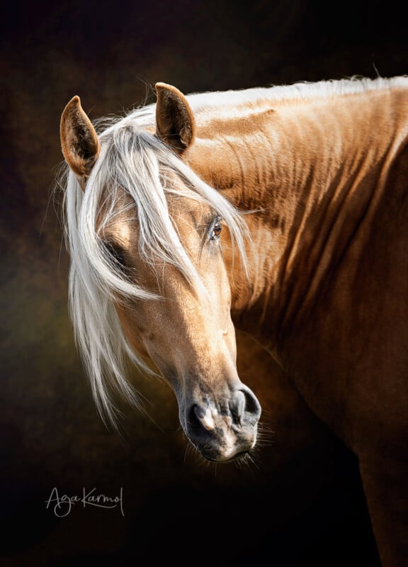 A golden palomino horse with a flowing white mane stands against a dark, softly blurred background, looking toward the viewer. The horse’s coat shines and its gentle expression is highlighted.
