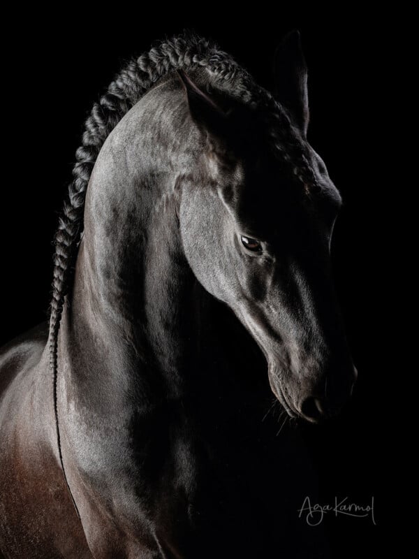 A striking black horse with a braided mane is photographed in dramatic lighting against a dark background, highlighting the horse’s muscular neck and elegant features.