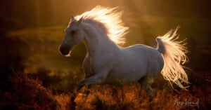 A white horse with a flowing mane and tail runs through a sunlit field at sunset, with golden light highlighting its mane and tail against a blurred background.