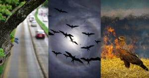 A triptych: left shows two parrots in a tree beside a blurred road; center shows a flock of birds silhouetted against a cloudy sky with the sun; right shows a brown bird standing on straw near flames.
