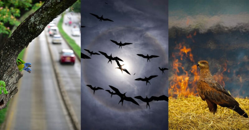 A triptych: left shows two parrots in a tree beside a blurred road; center shows a flock of birds silhouetted against a cloudy sky with the sun; right shows a brown bird standing on straw near flames.