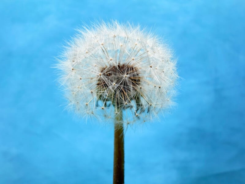 A close-up of a dandelion seed head with delicate white seeds against a bright blue background.