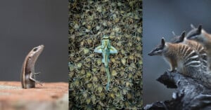 Three panels: Left, a small brown lizard stands upright on a rock; center, a camouflaged lizard lies flat on spiky ground; right, three striped numbats stand on a log, looking in different directions.