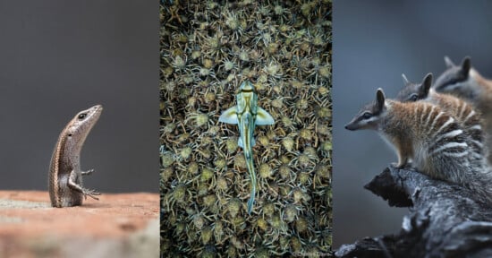 Three panels: Left, a small brown lizard stands upright on a rock; center, a camouflaged lizard lies flat on spiky ground; right, three striped numbats stand on a log, looking in different directions.