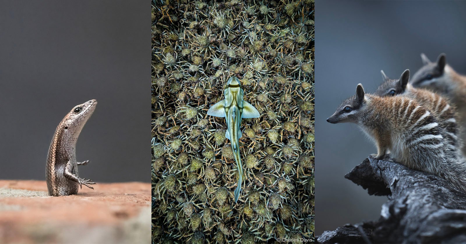 Three panels: Left, a small brown lizard stands upright on a rock; center, a camouflaged lizard lies flat on spiky ground; right, three striped numbats stand on a log, looking in different directions.