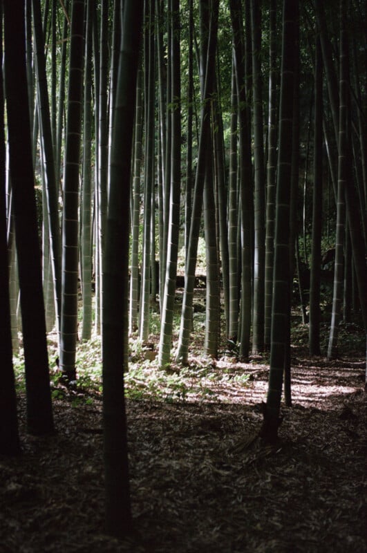 Tall bamboo stalks stand close together in a forest, with sunlight filtering through the dense green foliage above and casting dappled light on the leafy ground.