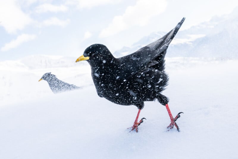 A black bird with a yellow beak and red legs stands on snow as snowflakes fall, with another similar bird in the blurred background against a snowy landscape.